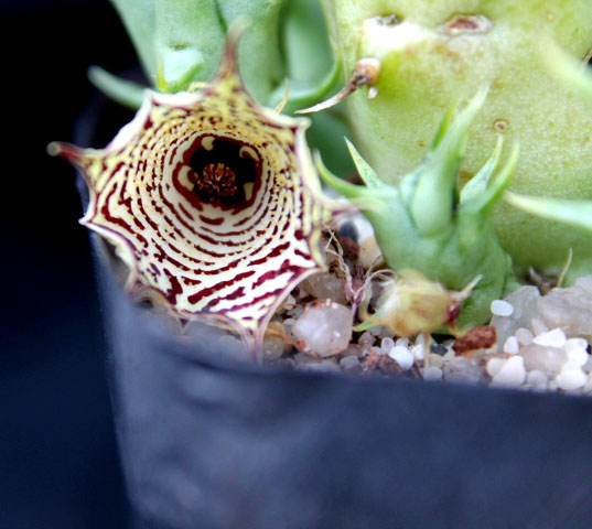 Huernia macrocarpa 2013 10 22 0138a cactus