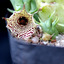 Huernia macrocarpa 2013 10 ... - cactus