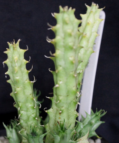Huernia repens of niet 2013 10 23 0150a cactus