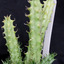Huernia repens of niet 2013... - cactus