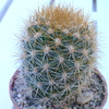 P1070359 - Cactus