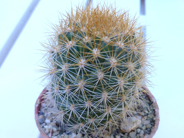 P1070359 Cactus