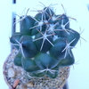 P1070361 - Cactus