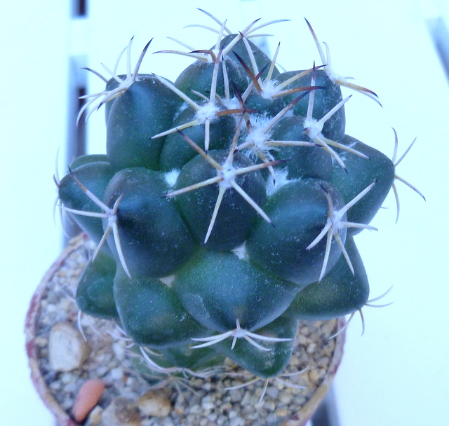 P1070361 Cactus