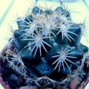 P1070362 - Cactus