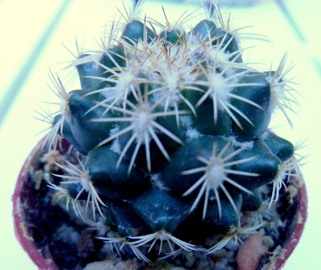 P1070362 Cactus
