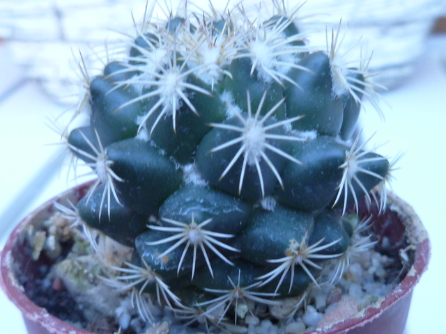 P1070363 Cactus