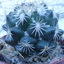 P1070363 - Cactus