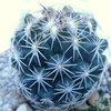 P1070364 - Cactus