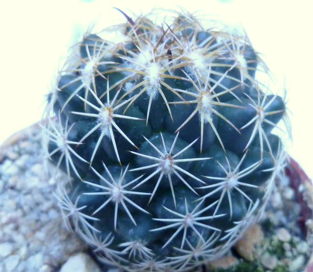 P1070364 Cactus