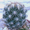 P1070365 - Cactus