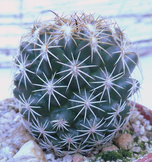 P1070365 Cactus