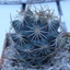 P1070366 - Cactus