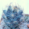 P1070367 - Cactus