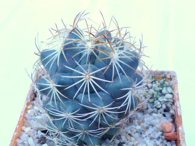 P1070367 Cactus