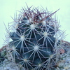 P1070368 - Cactus