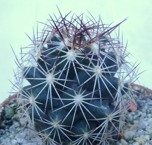 P1070368 Cactus