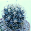 P1070370 - Cactus