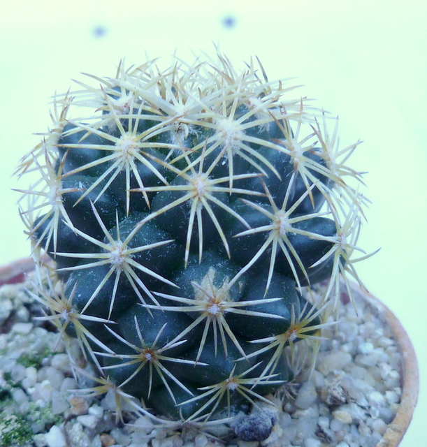 P1070370 Cactus