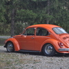 DSC-0779 - Beetle