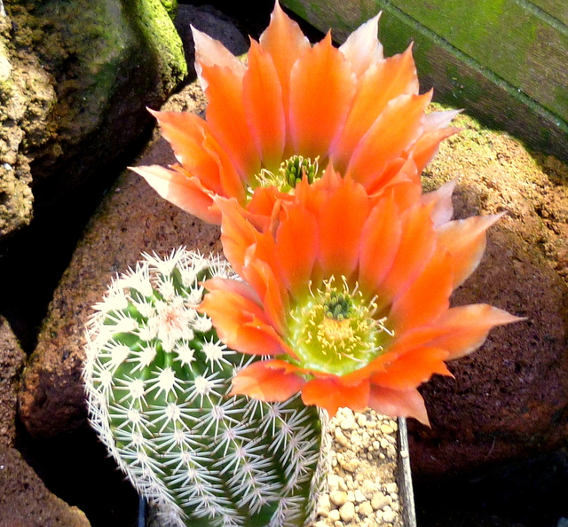 Echinocereus Hybride Cactus