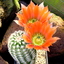Echinocereus Hybride - Cactus