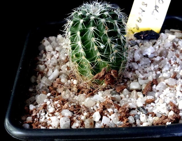 Echinocereus puchellus 007a cactus