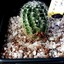 Echinocereus puchellus 007a - cactus