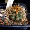 Trichocerteus werdermanii 001a - cactus