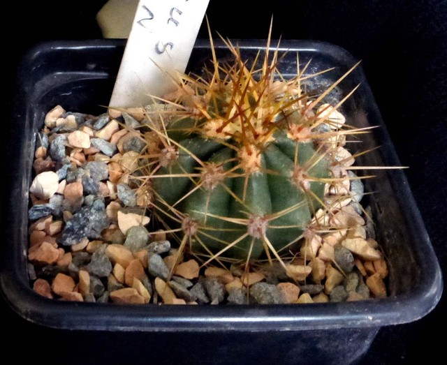 Trichocerteus werdermanii 001a cactus