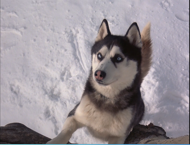 Demon-snow-dogs-32163358-632-482 - 