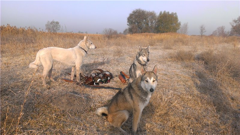 i069.radikal.ru 1311 b1 77b85bc4b830 - 