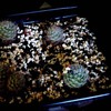 Mammillaria chionocephala 0... - cactus
