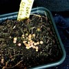 Lithops dorrothea 012c - cactus
