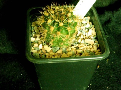 echinopsis calorubra 002d cactus