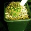 echinopsis calorubra 002d - cactus