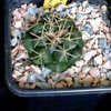 Thelocactus hexaedrophorus ... - cactus