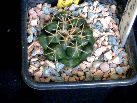 Thelocactus hexaedrophorus ssp kvetae 019c cactus