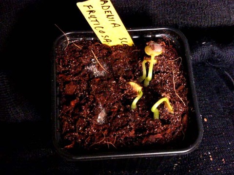 Adenia fruticosa opkomst 006a cactus