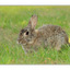 coombs bunny - Wildlife