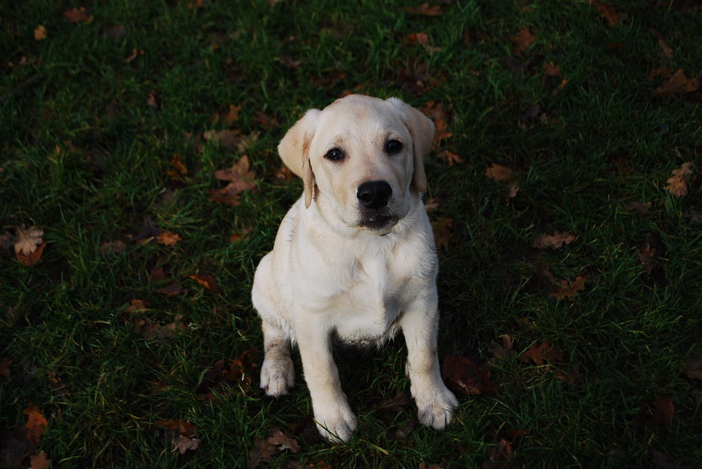 Leidse Hout 8-12-13 004 - 