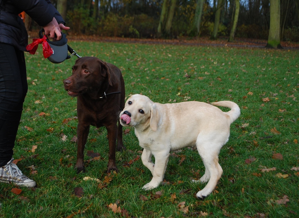 Leidse Hout 8-12-13 011 - 