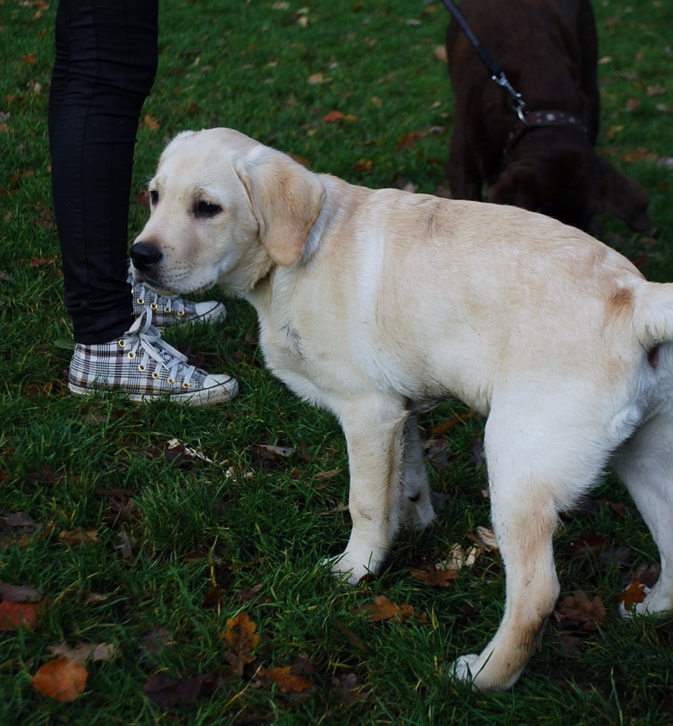 Leidse Hout 8-12-13 015 - 