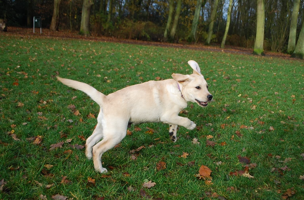 Leidse Hout 8-12-13 036 - 