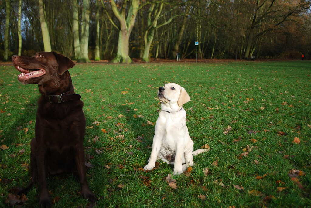 Leidse Hout 8-12-13 040 - 