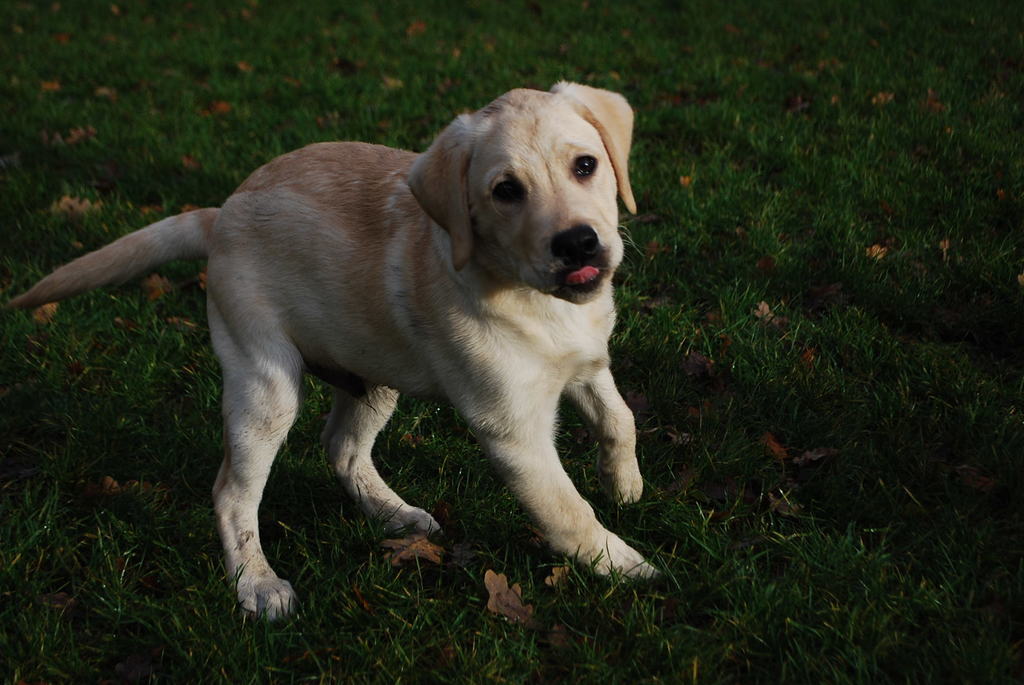 Leidse Hout 8-12-13 062 - 