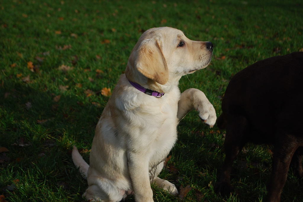 Leidse Hout 8-12-13 065 - 