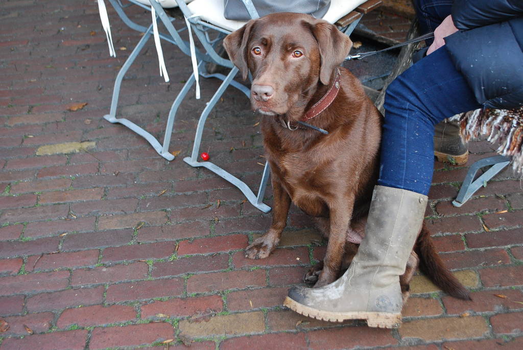 Leidse Hout 8-12-13 094 - 