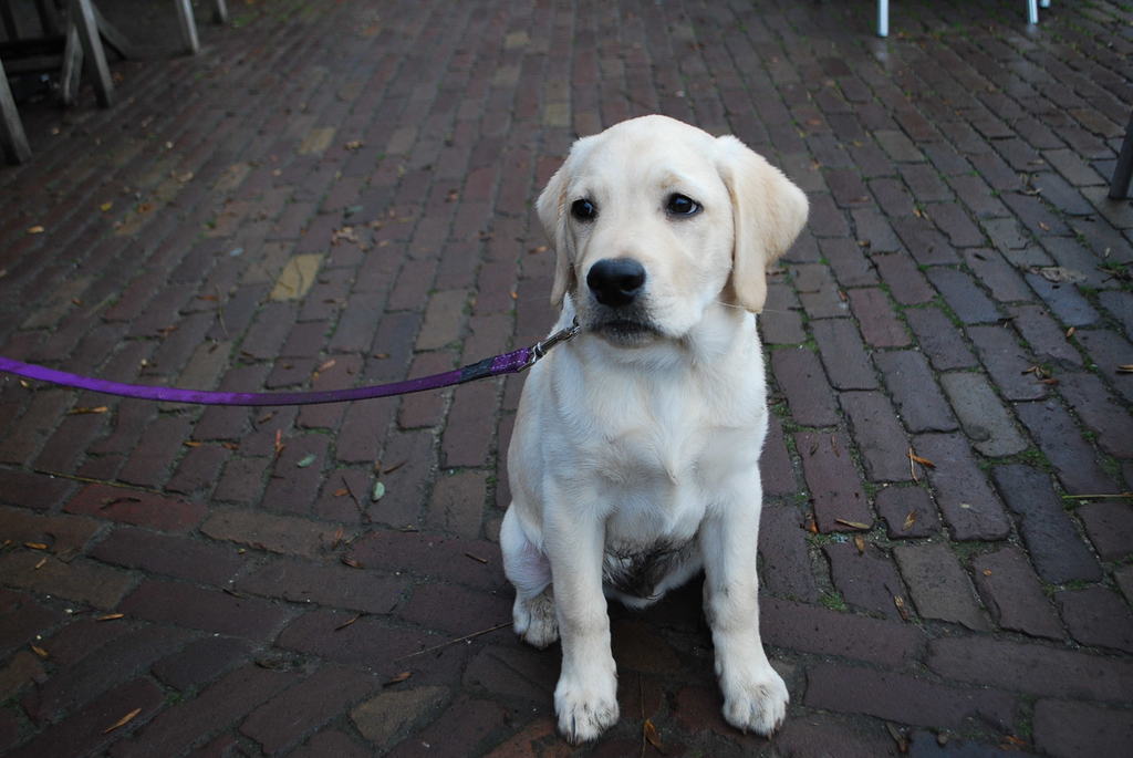 Leidse Hout 8-12-13 099 - 