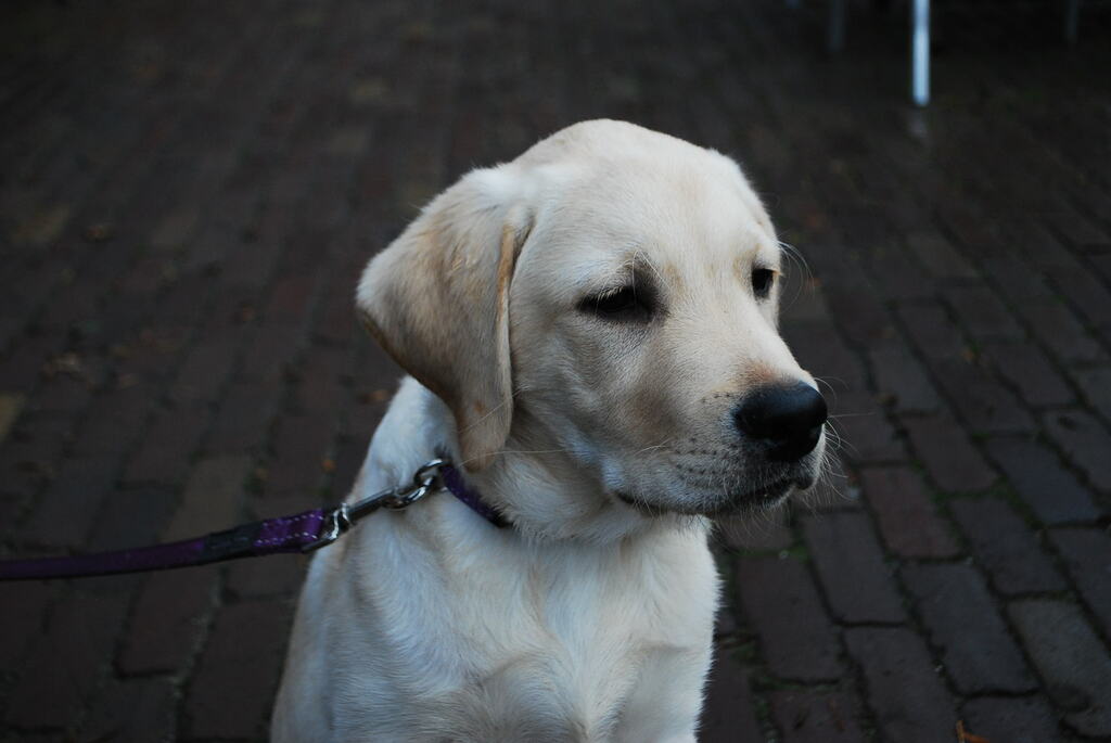 Leidse Hout 8-12-13 101 - 